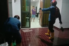 Ular Kopi 1 Meter Jatuh...