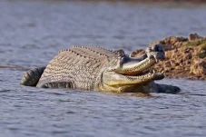 Fosil Buaya Purba Ditemukan...