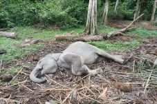 Memilukan Gajah Penghuni...