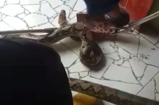 Geger, Warga Banyuwangi...