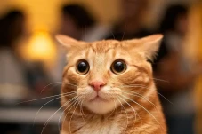 Kenapa Kucing Oren Barbar?...