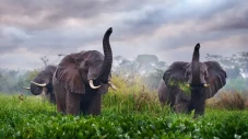 Gajah, Satu-satunya...