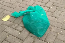 Penampakan Ular Kobra...