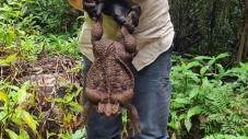 Kodok Monster yang Lebih...