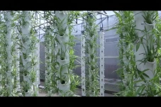 Inovasi Urban Farming...