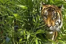 Harimau Terkam 4 Orang...