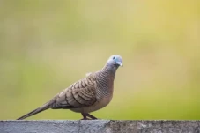 Ini Mitos-Mitos Burung...