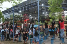 Sejarah Perlombaan Burung...