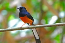 5 Burung Kicau dengan...