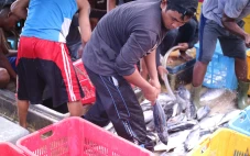 FishLog Perluas Jaringan...