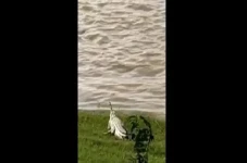 Penampakan Buaya Putih...