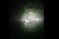 Kemunculan Buaya di...