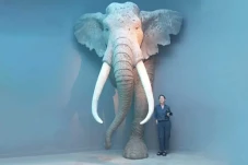 Begini Penampakan Gajah...