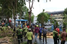 Hujan Badai, Pohon Angsana...