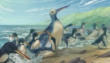 Fosil Penguin Purba...