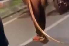 Bawa Celurit Raksasa,...