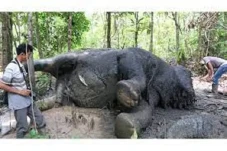 Malnutrisi, Gajah di...
