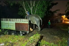 Wow! Gajah Taman Rimba...