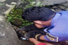 Ular Sanca Sepanjang...