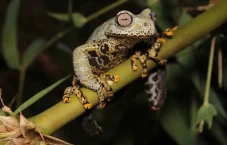 Spesies Katak Baru Ini...