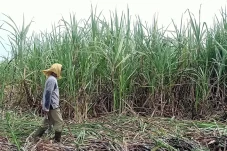 Genjot Produksi Tebu...