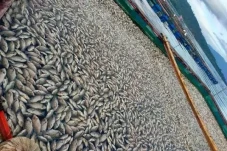 Ribuan Ekor Ikan Mati...