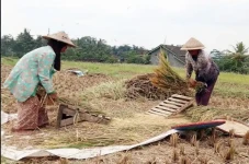 Harga Gabah di Tingkat...