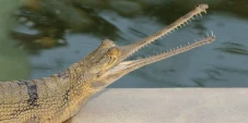 5 Fakta Menarik Gharial,...