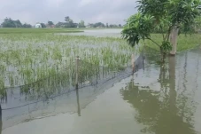 Ribuan Hektare Sawah...