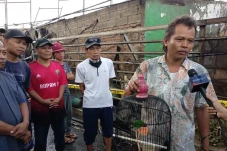 Burung Love Bird Milik...