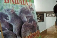 Penyakit Leptospirosis...