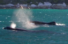2 Orca Bantai 19 Hiu...
