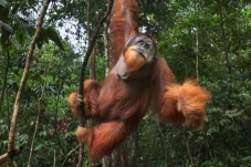 7 Fakta Unik Orangutan,...