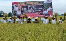 Panen Padi 1 Juta Haktare,...