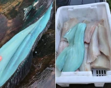 Dijuluki Smurf, Ikan...