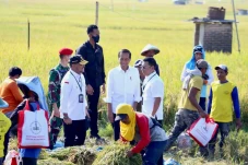 Panen Padi Didampingi...