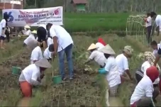 Ajak Tanam Bawang, Upaya...