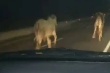 2 Ekor Sapi yang Berkeliaran...
