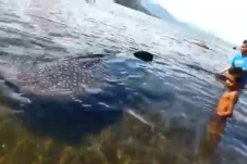 Hiu Paus Jantan Sepanjang...