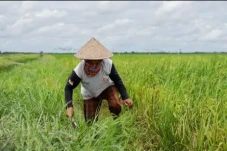 Food Estate Kapuas dan...