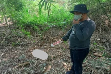 Sedang Dimakan Biawak,...
