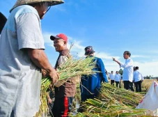 Panen Raya di Maros,...