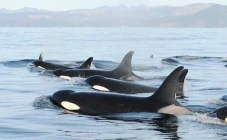 Populasi Orca di Pacific...