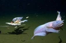 Ilmuwan Temukan Ikan...