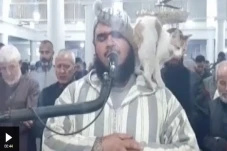 Viral! Kucing Usil pada...
