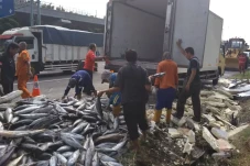 Truk Muatan Ikan Kecelakaan...