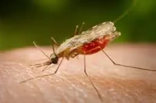 Anopheles Stephensi...