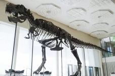 Kerangka T-Rex Berjuluk...