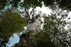 Pohon Tertua di Dunia...