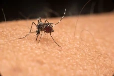Hari Malaria Sedunia...